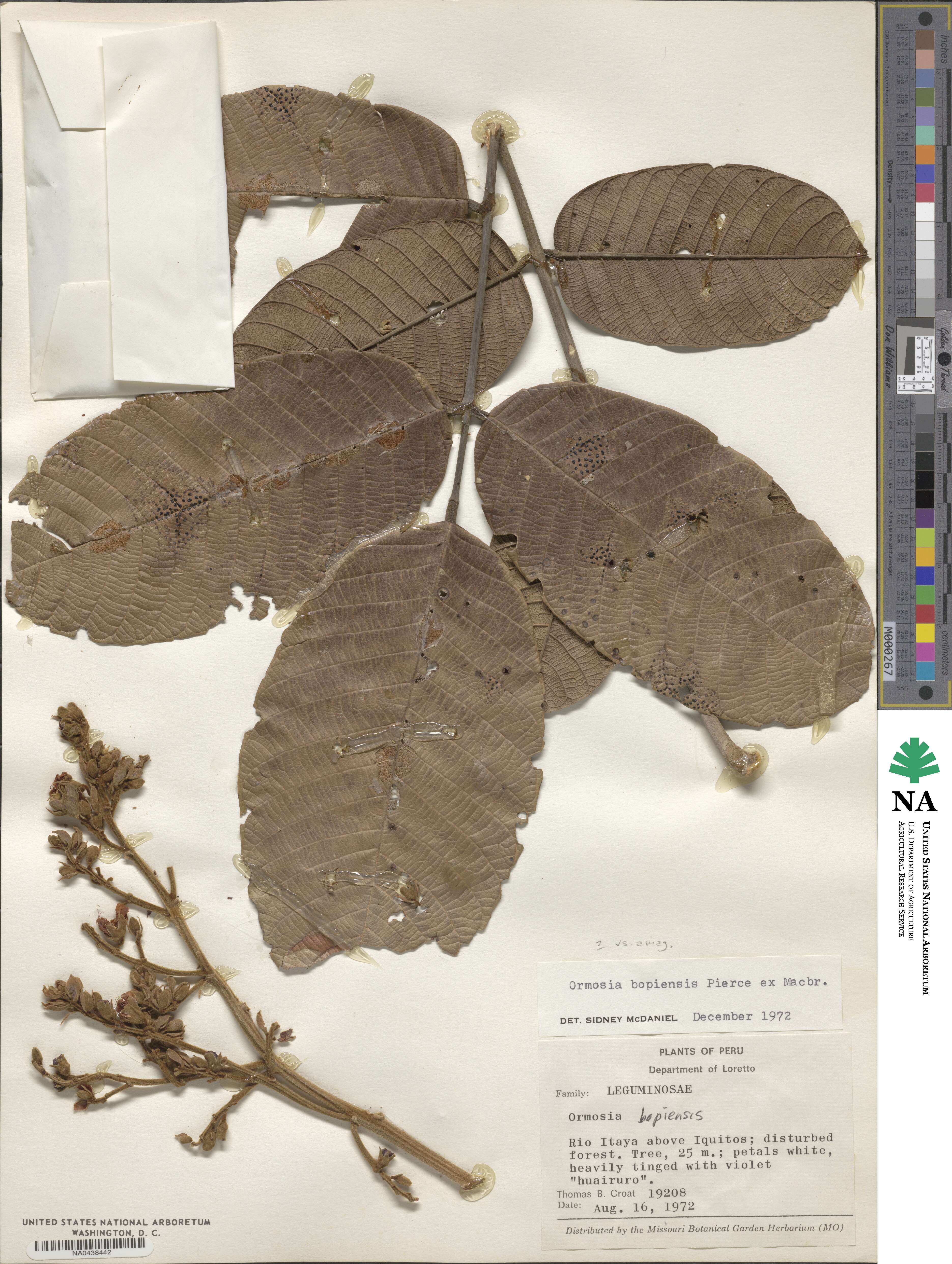 Ormosia bopiensis image