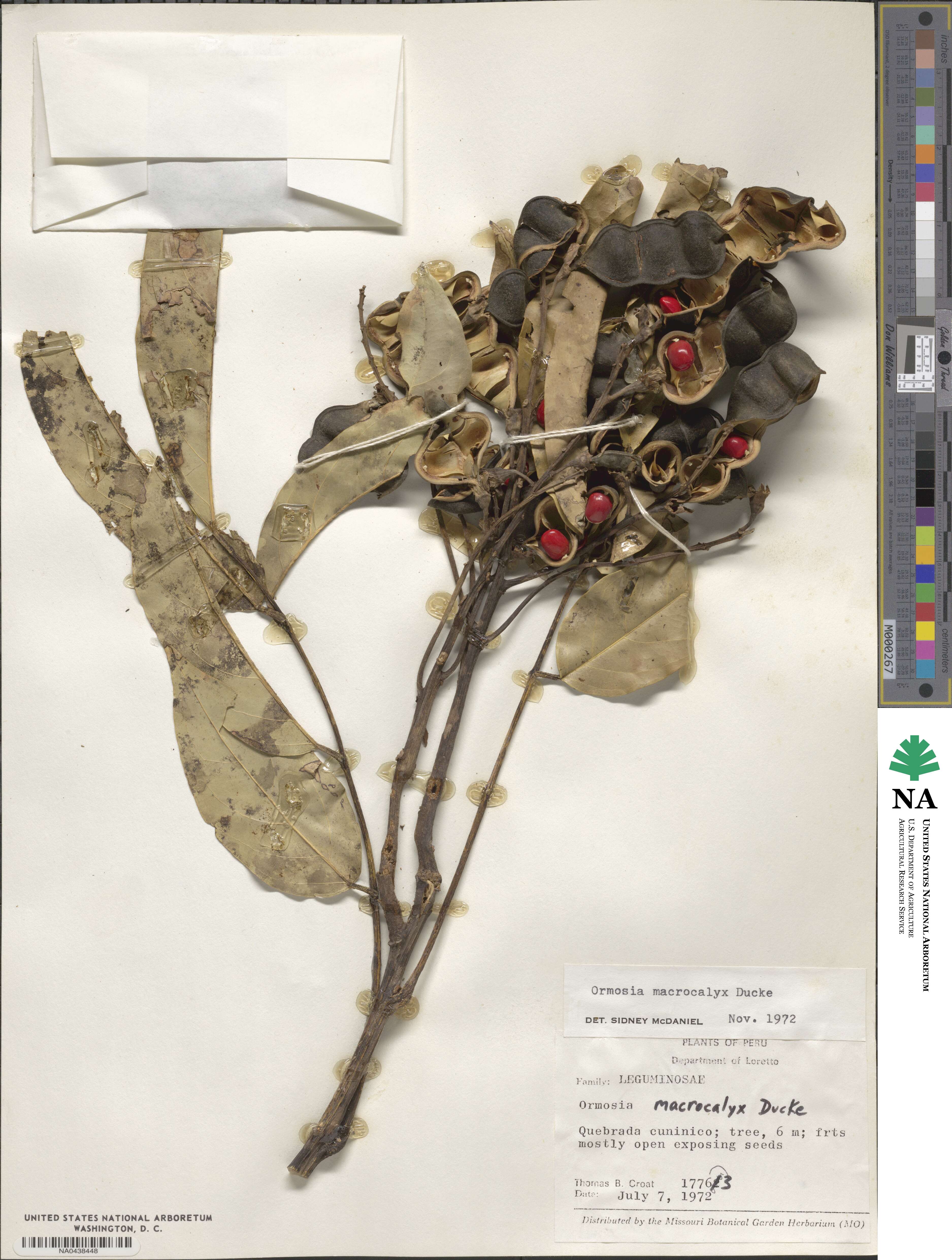 Ormosia macrocalyx image