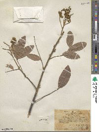 Ormosia pinnata image