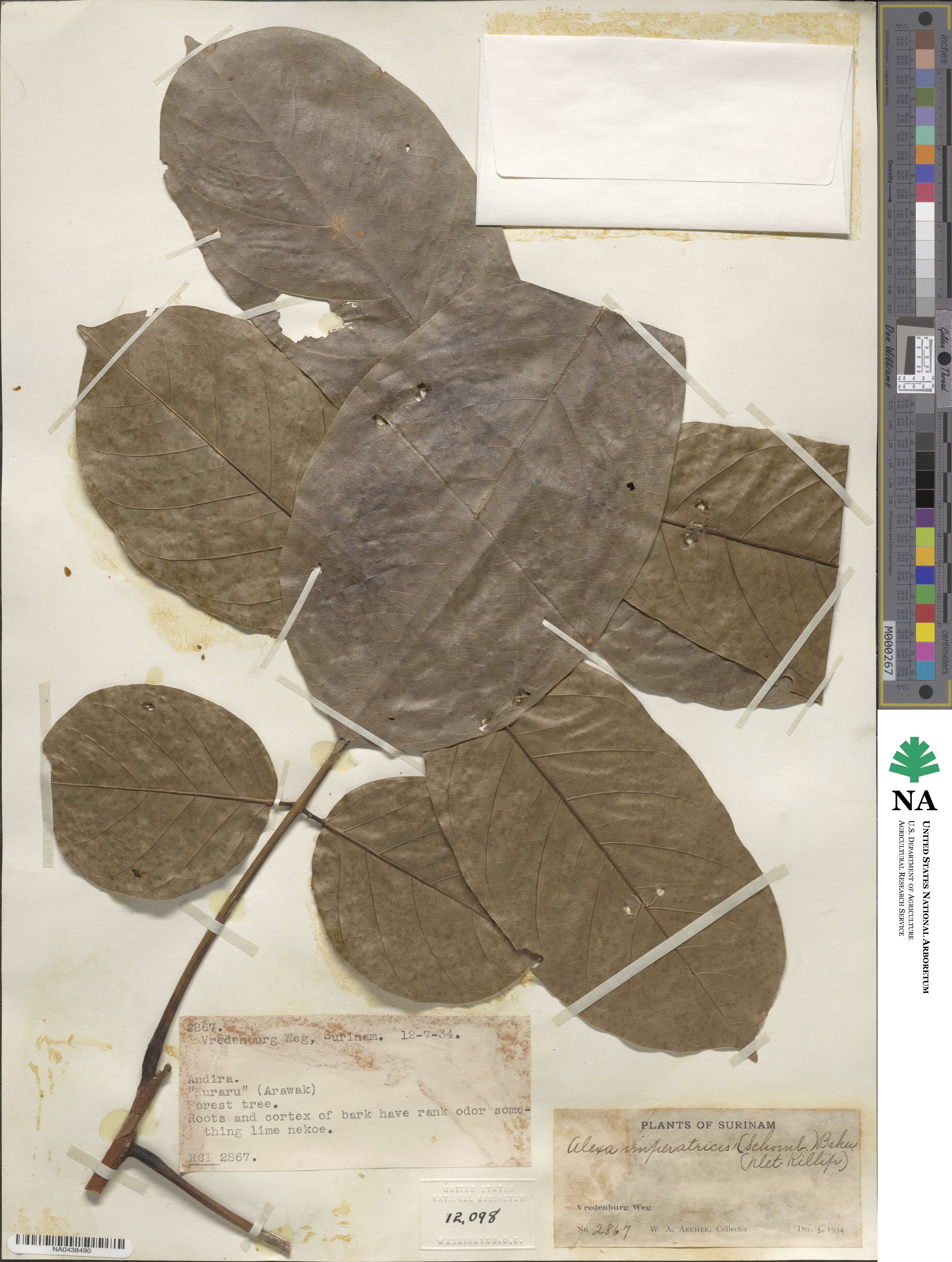 Alexa imperatricis image