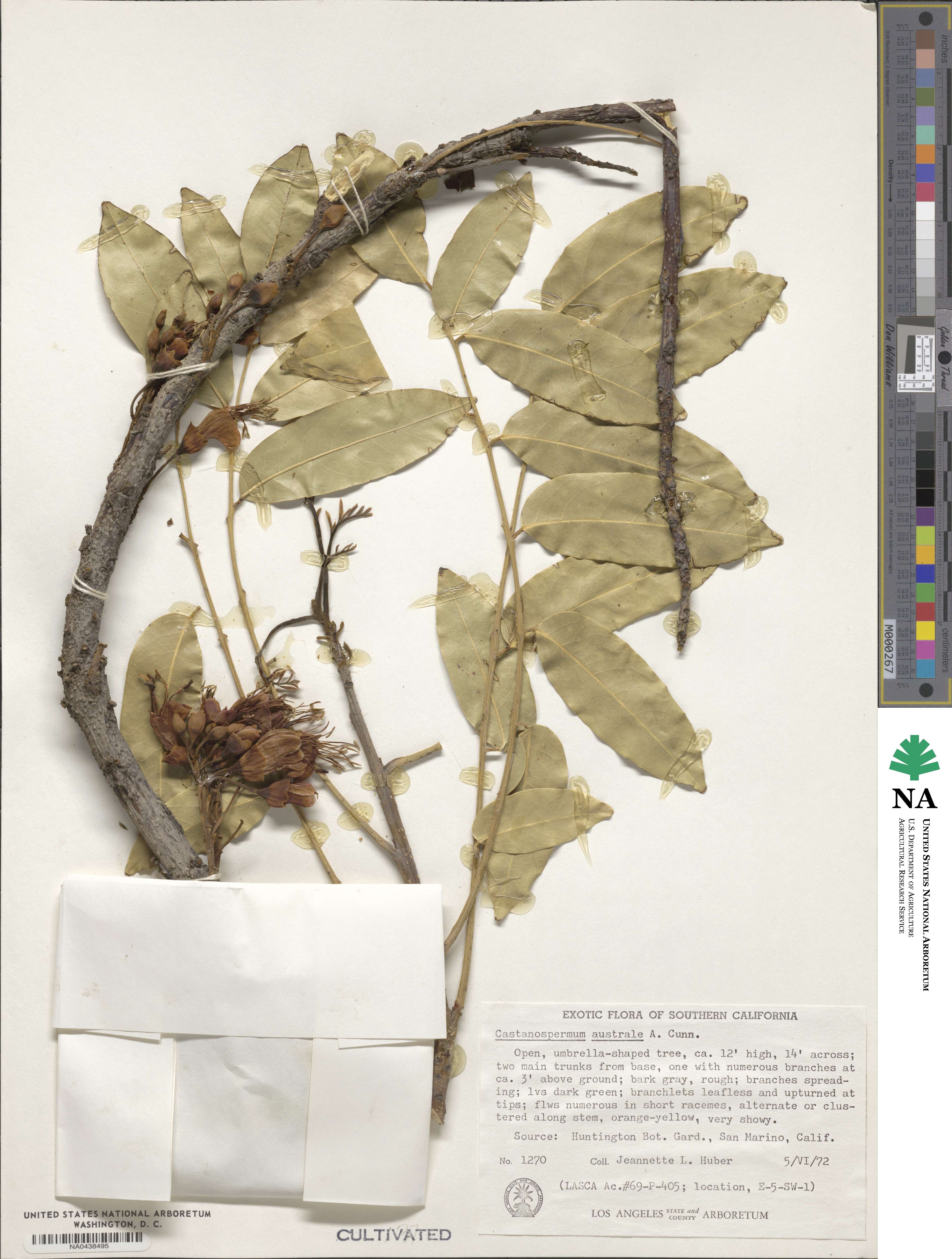 Castanospermum australe image