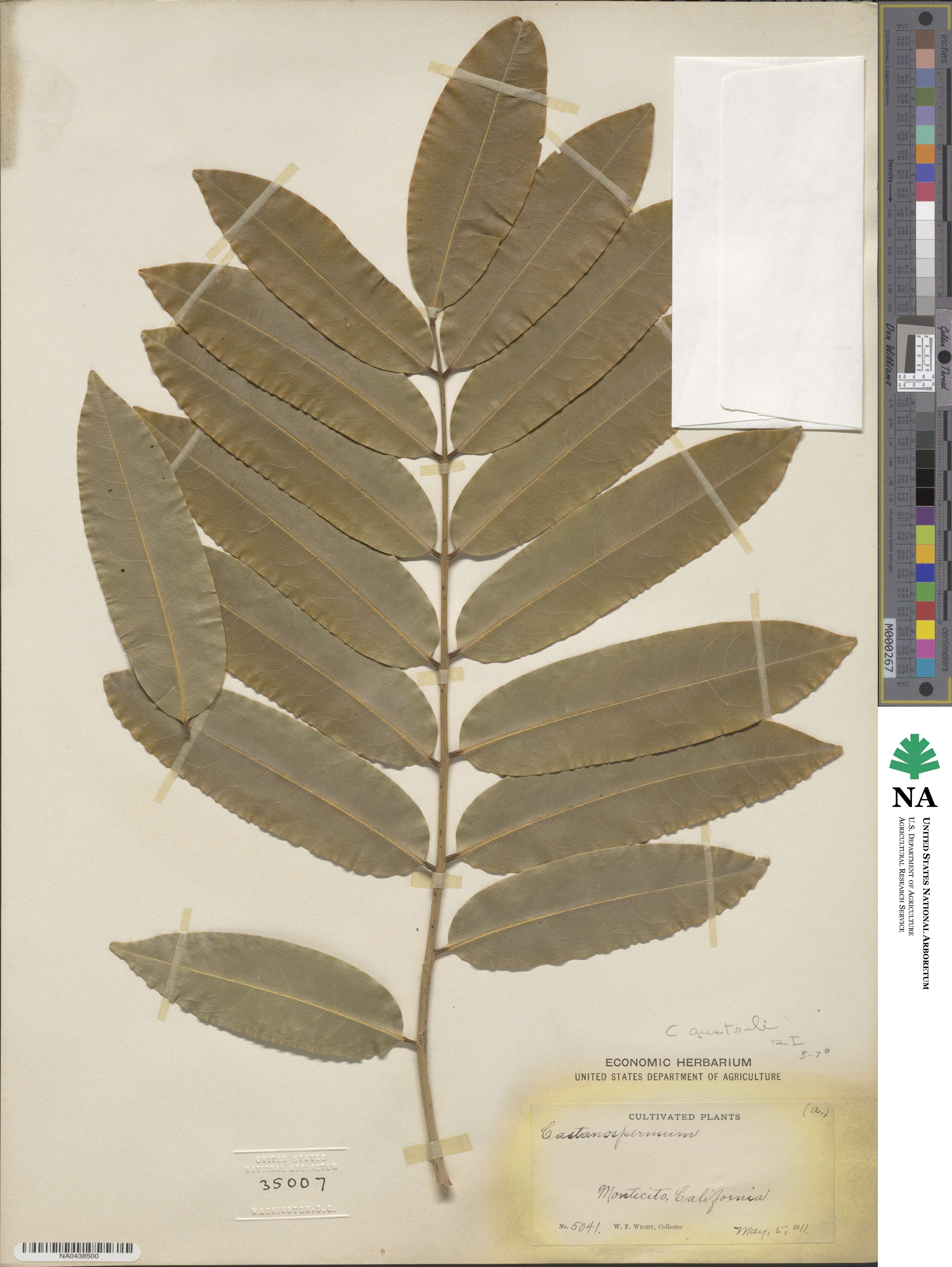 Castanospermum image