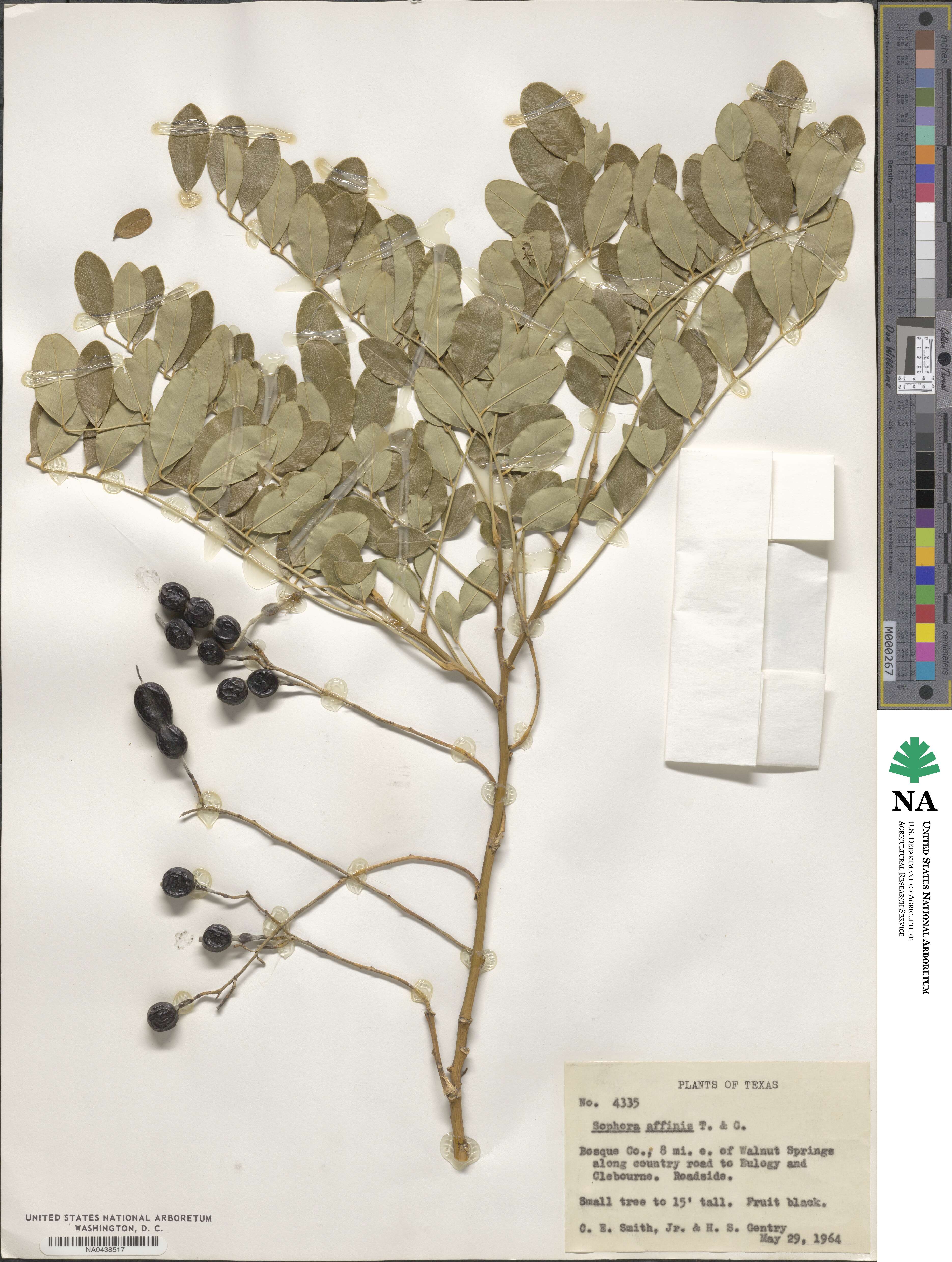 Styphnolobium affine image