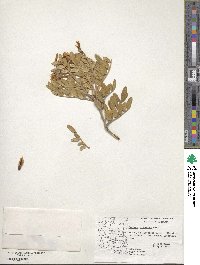 Dermatophyllum arizonicum image