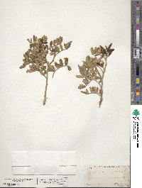 Dermatophyllum arizonicum image