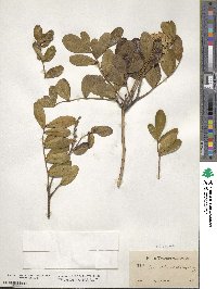 Dermatophyllum arizonicum image