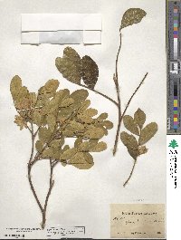 Dermatophyllum arizonicum image