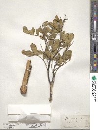 Dermatophyllum arizonicum image