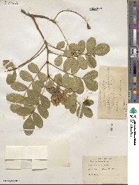 Dermatophyllum secundiflorum image