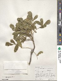 Dermatophyllum secundiflorum image