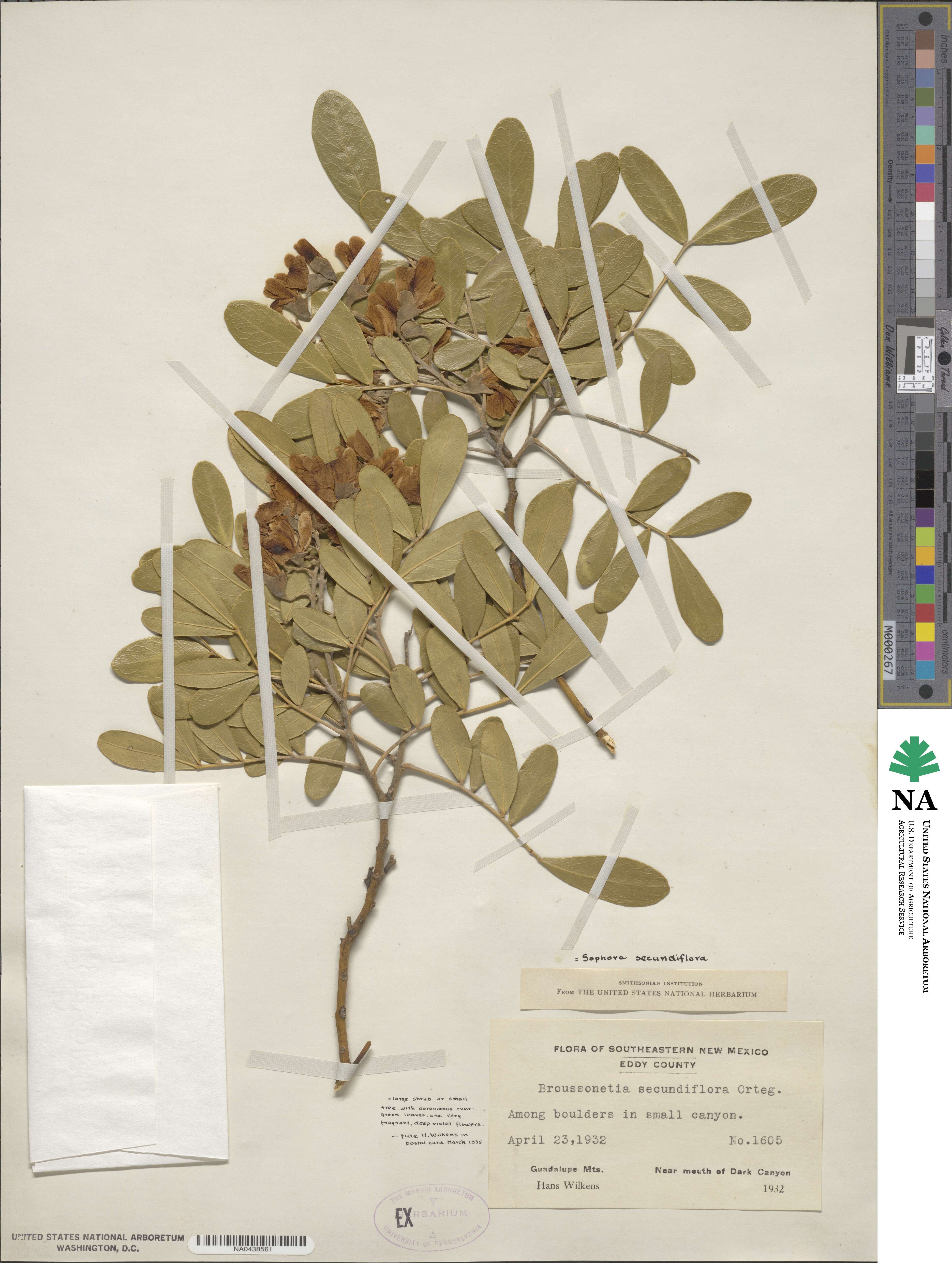 Dermatophyllum secundiflorum image