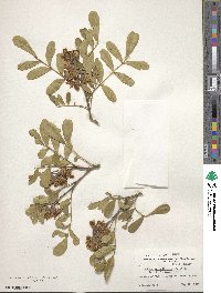 Dermatophyllum secundiflorum image