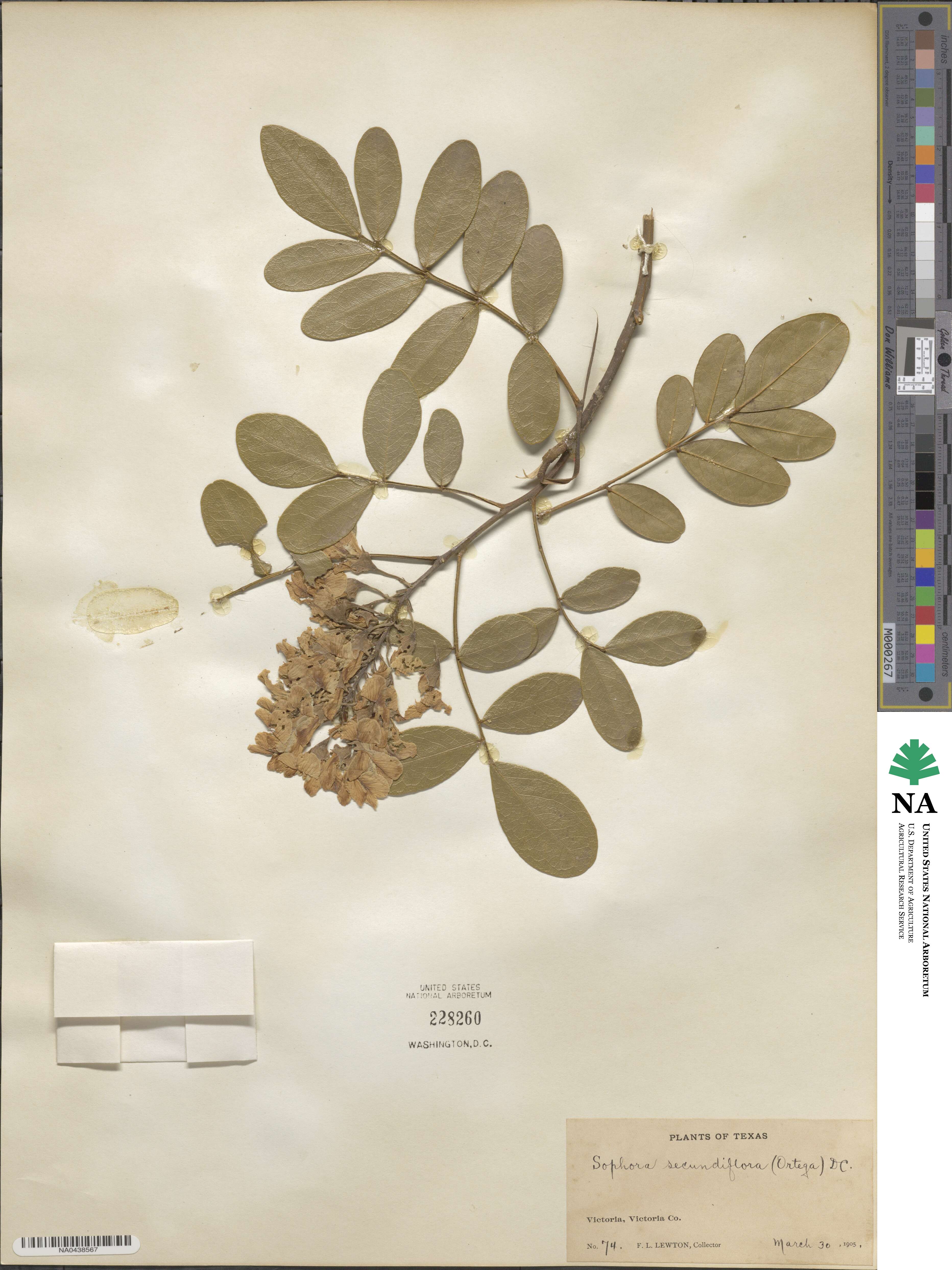 Dermatophyllum image