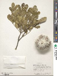 Dermatophyllum secundiflorum image