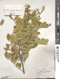 Dermatophyllum secundiflorum image