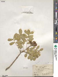 Dermatophyllum secundiflorum image