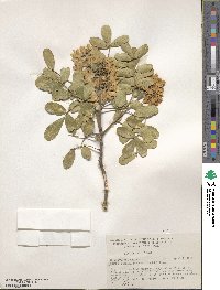 Dermatophyllum secundiflorum image