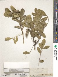 Dermatophyllum secundiflorum image