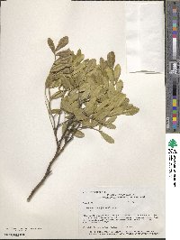 Dermatophyllum secundiflorum image