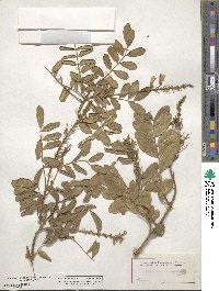 Sophora tomentosa image