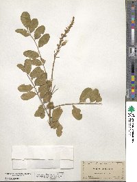 Sophora tomentosa image