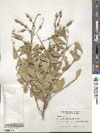 Sophora tomentosa image