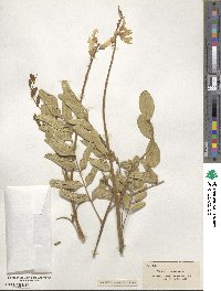 Sophora tomentosa image