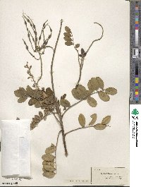 Sophora tomentosa image