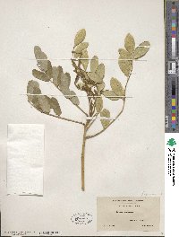 Sophora tomentosa image