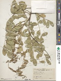 Sophora tomentosa image