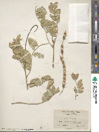 Sophora tomentosa image