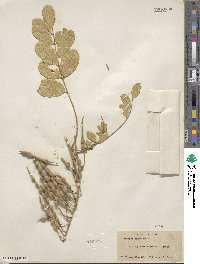 Sophora tomentosa image