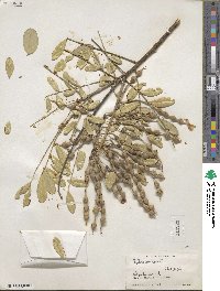 Sophora tomentosa image