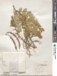 Sophora tomentosa image