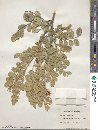 Sophora tomentosa image