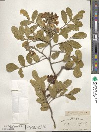 Dermatophyllum secundiflorum image