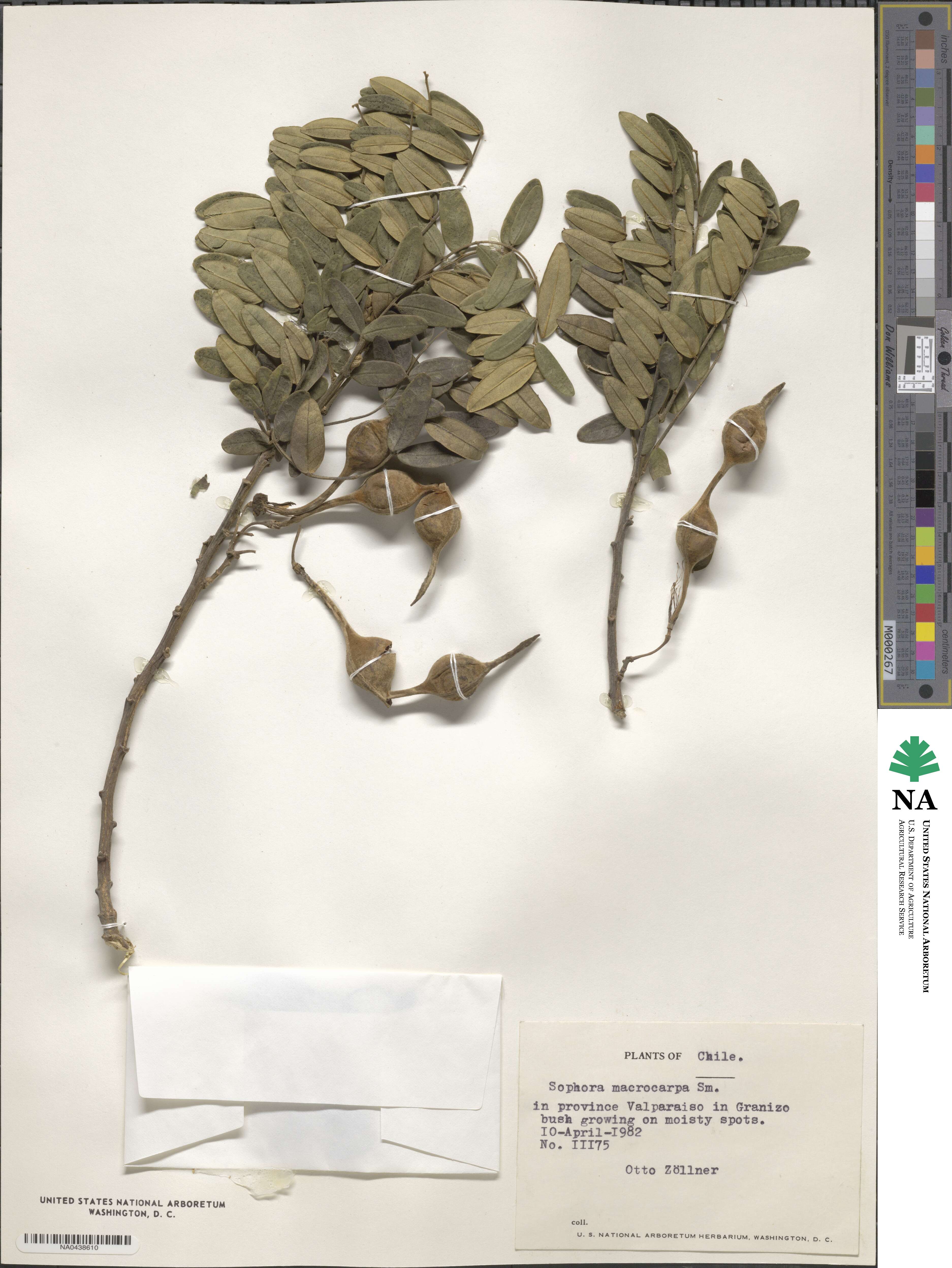 Sophora macrocarpa image
