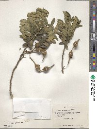 Image of Sophora macrocarpa