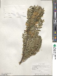 Sophora macrocarpa image