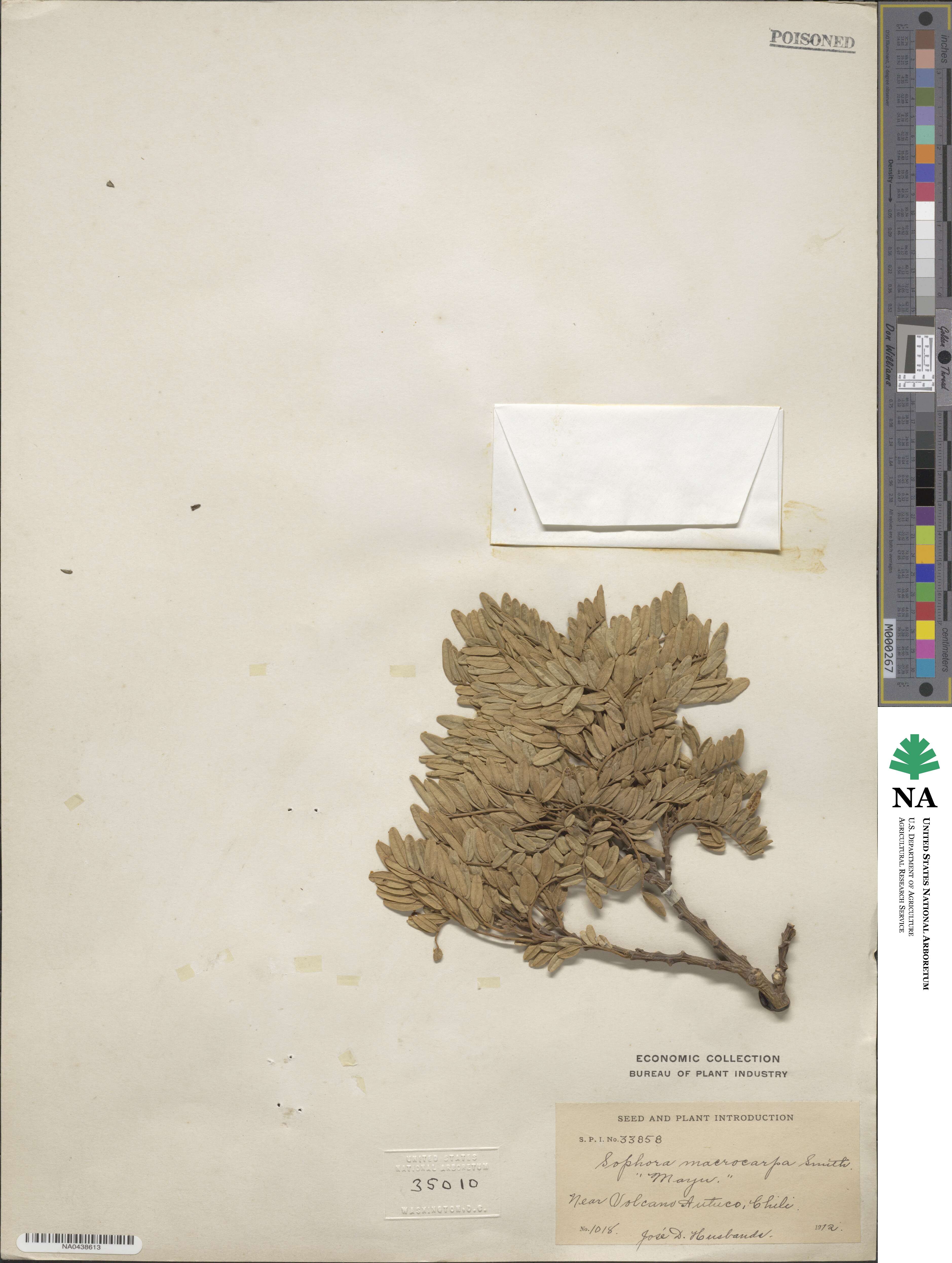 Sophora macrocarpa image