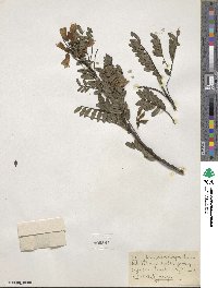 Sophora macrocarpa image