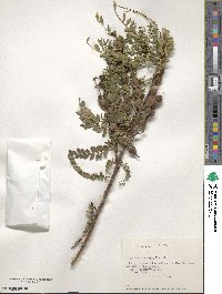 Sophora microphylla image