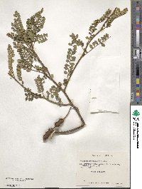 Sophora microphylla image