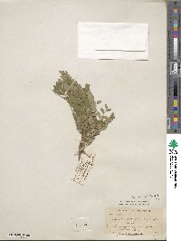 Sophora microphylla image