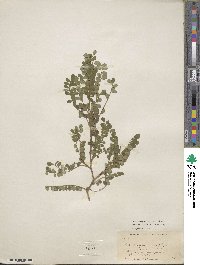 Sophora microphylla image