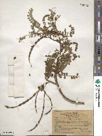 Sophora tetraptera image