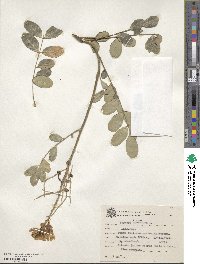 Sophora tomentosa image