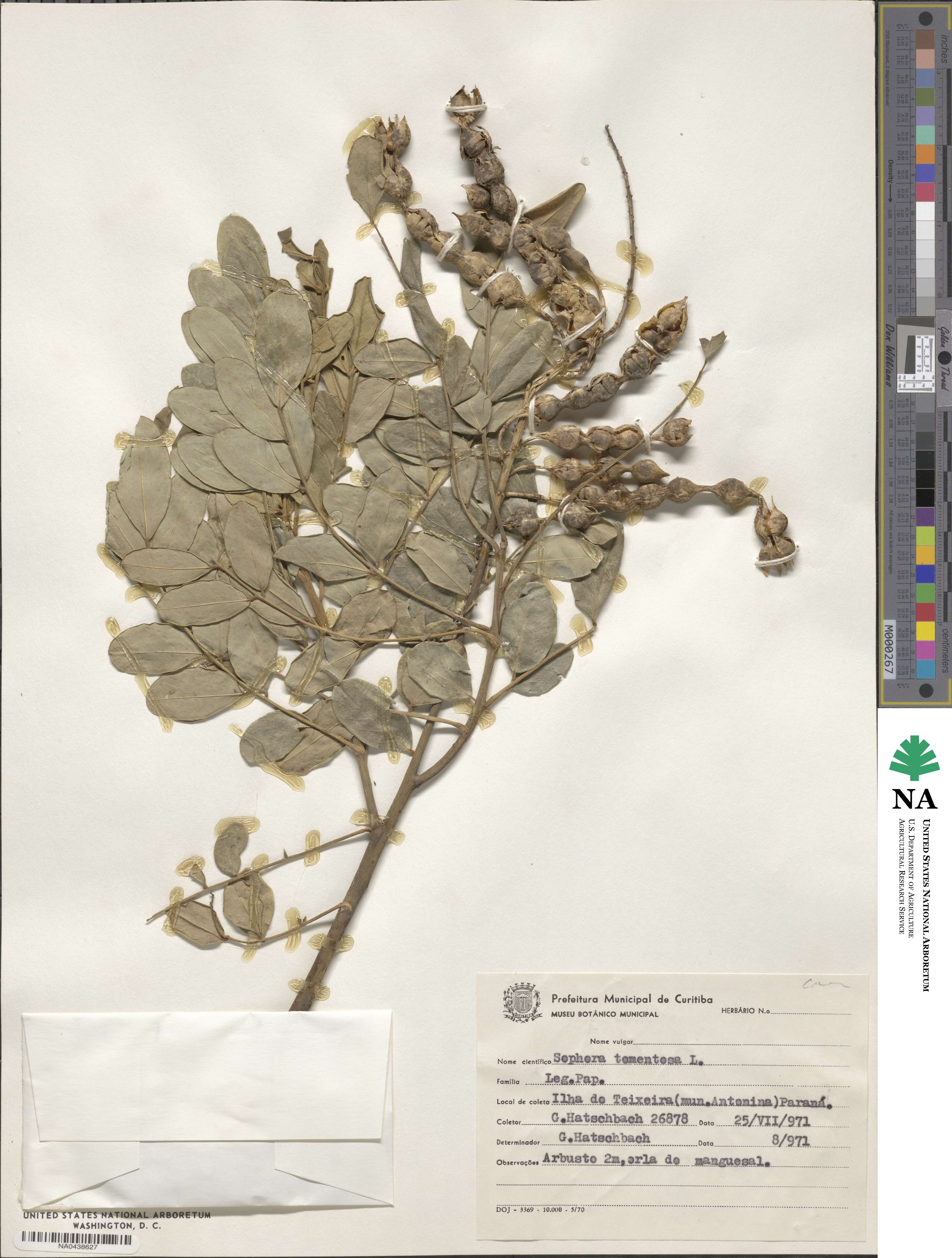 Sophora image