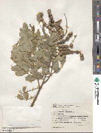 Sophora tomentosa image