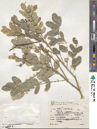 Sophora tomentosa image